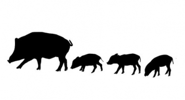 Car-Sticker "Wildschwein Rotte"