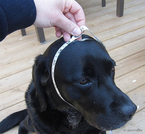 Misurazione della circonferenza della testa del cane – collare LEUCHTIE e Field Trial