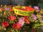 Preview: Biothane Halsband+PRINT 19/25 "bicolor" (Schnalle)