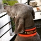 Preview: Biothane Halsband MIT PRINT 25/50mm "bicolor" (Schnalle)