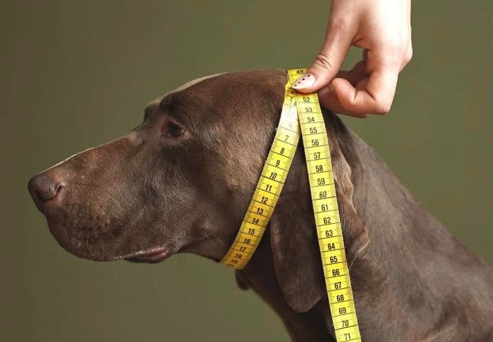 Kopfumfang beim Hund messen: breiteste Stelle des Kopfes gleich vor den Ohren