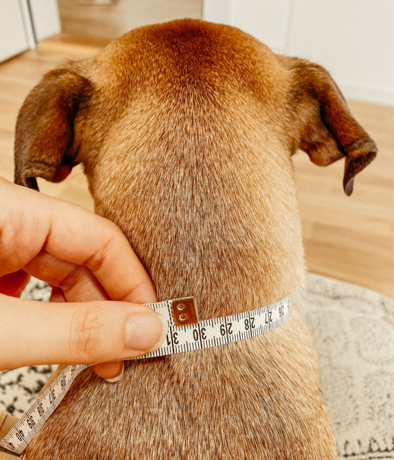Halsumfang beim Hund messen: Maßband an der Stelle anlegen, wo später das Halsband sitzt