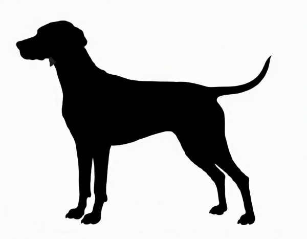 Car-Sticker "Vizsla Kurzhaar 1"