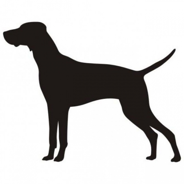 Car-Sticker "Vizsla Kurzhaar 2"